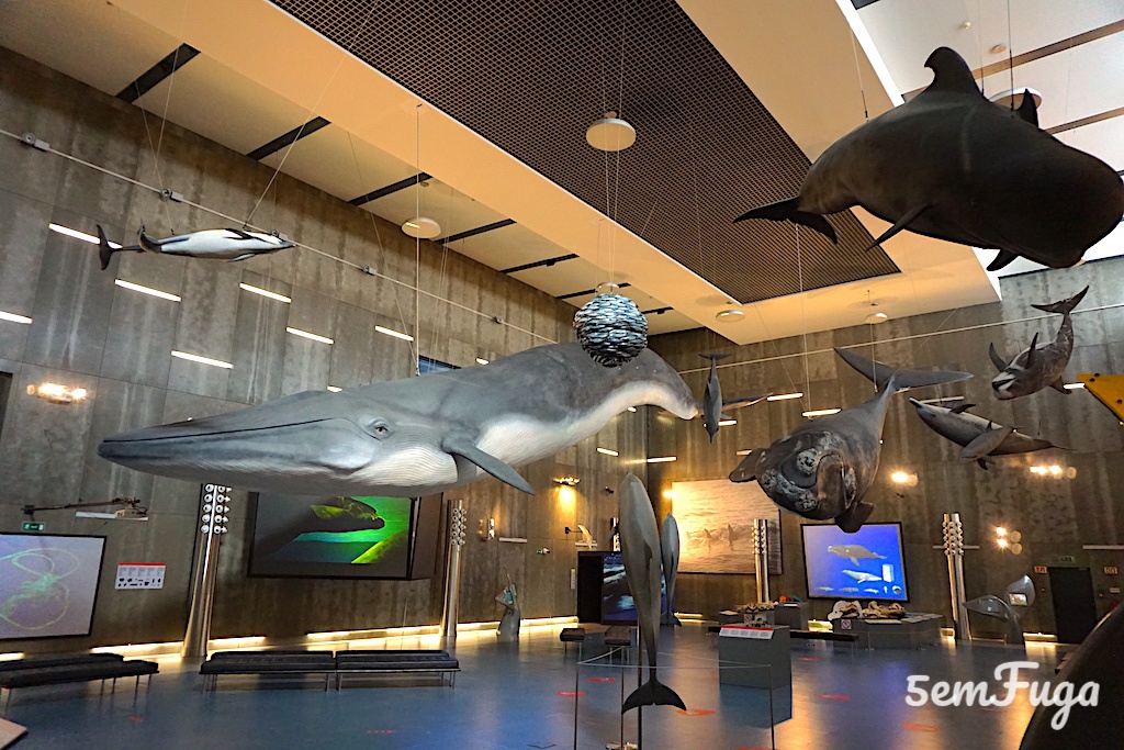 réplicas de baleias no museu da baleia
